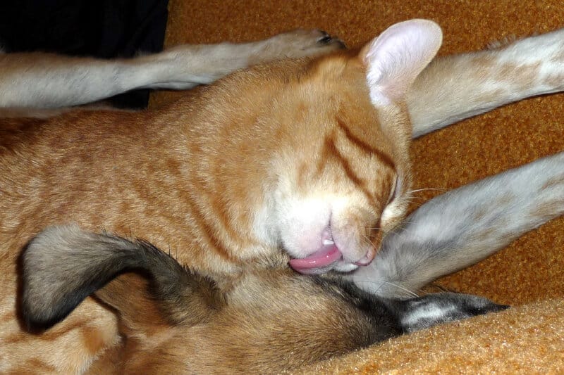 cat grooming dog, cat lick dog