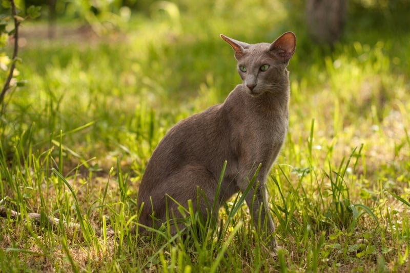 oriental shorthair cat sitting on the grass