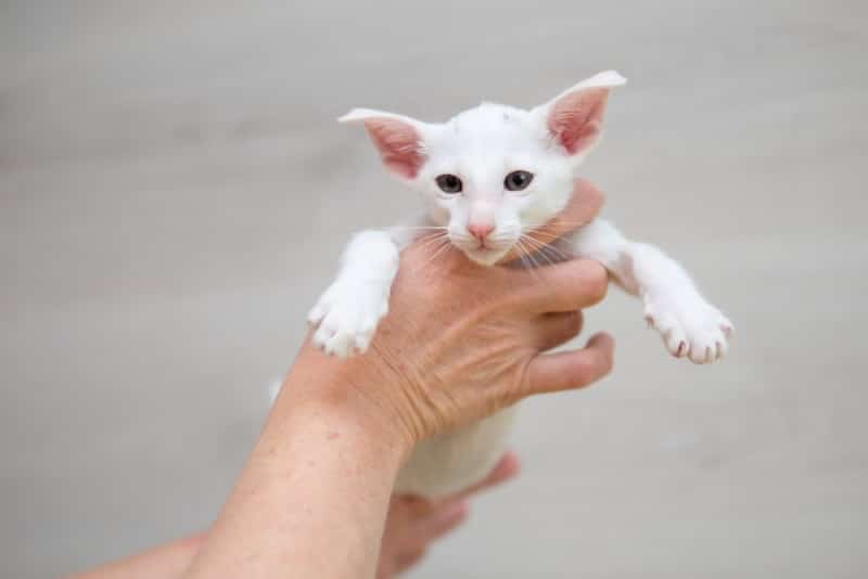 oriental shorthair kitten hold by owner