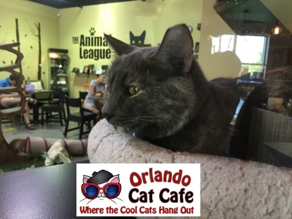 orlando-cat-cafe