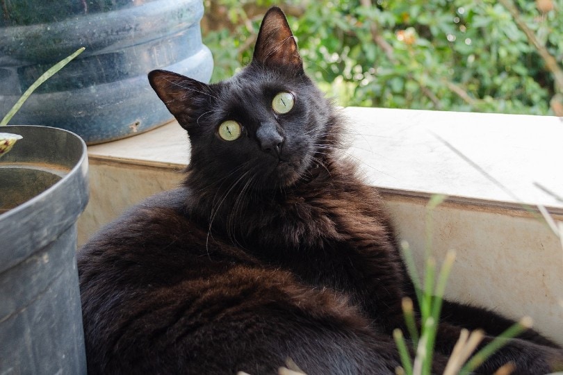 overweight bombay cat