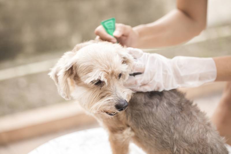 owner applying tick and flea prevention treatment to dog outdoors