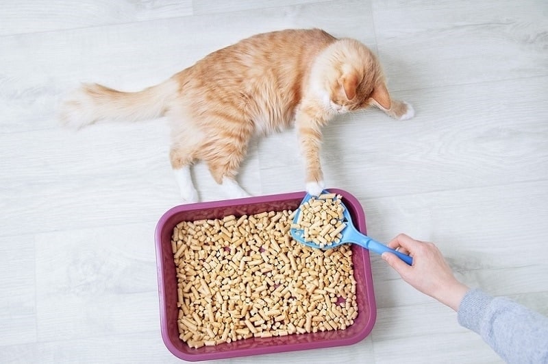 owner cleaning her cats litter tray