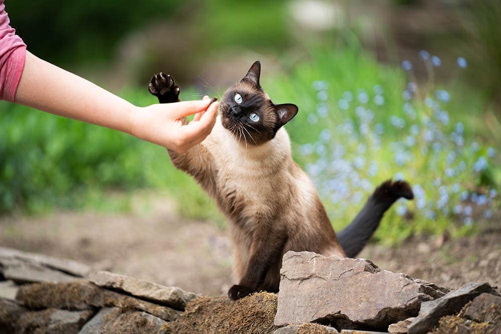 owner feeding hungry siamese cat