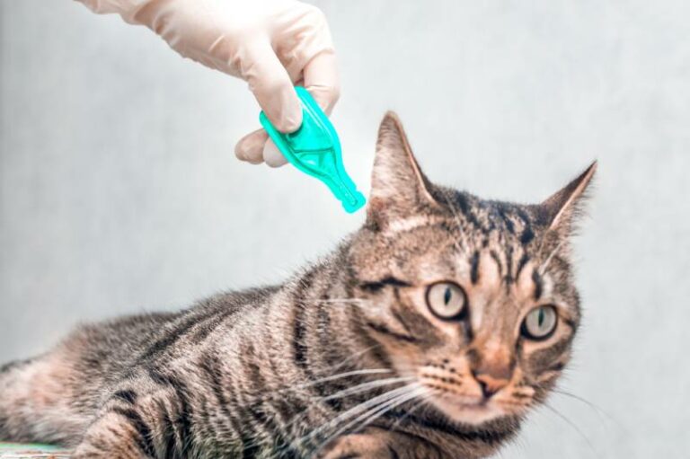 Snapshot of Flea Prevention For Cats With Hairballs