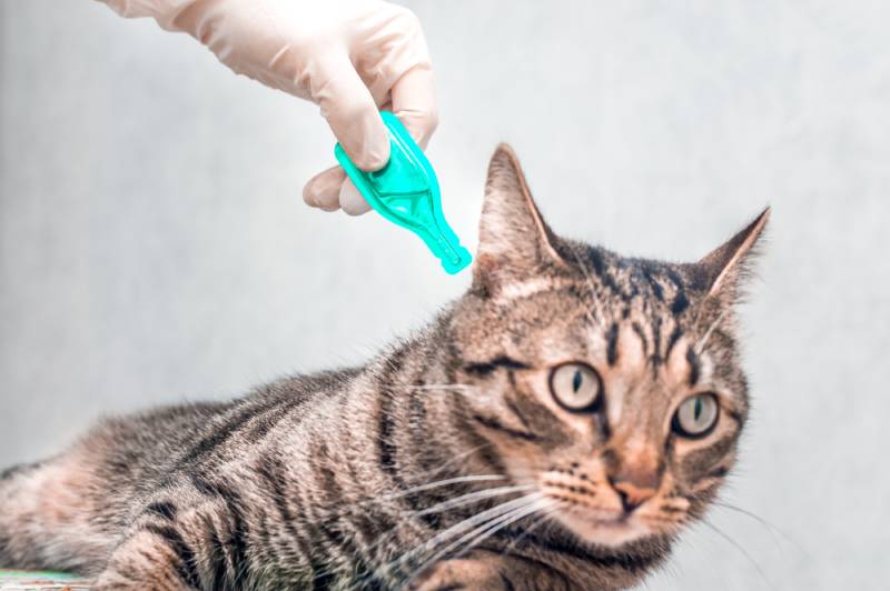 owner with gloves applying flea treatment to cat