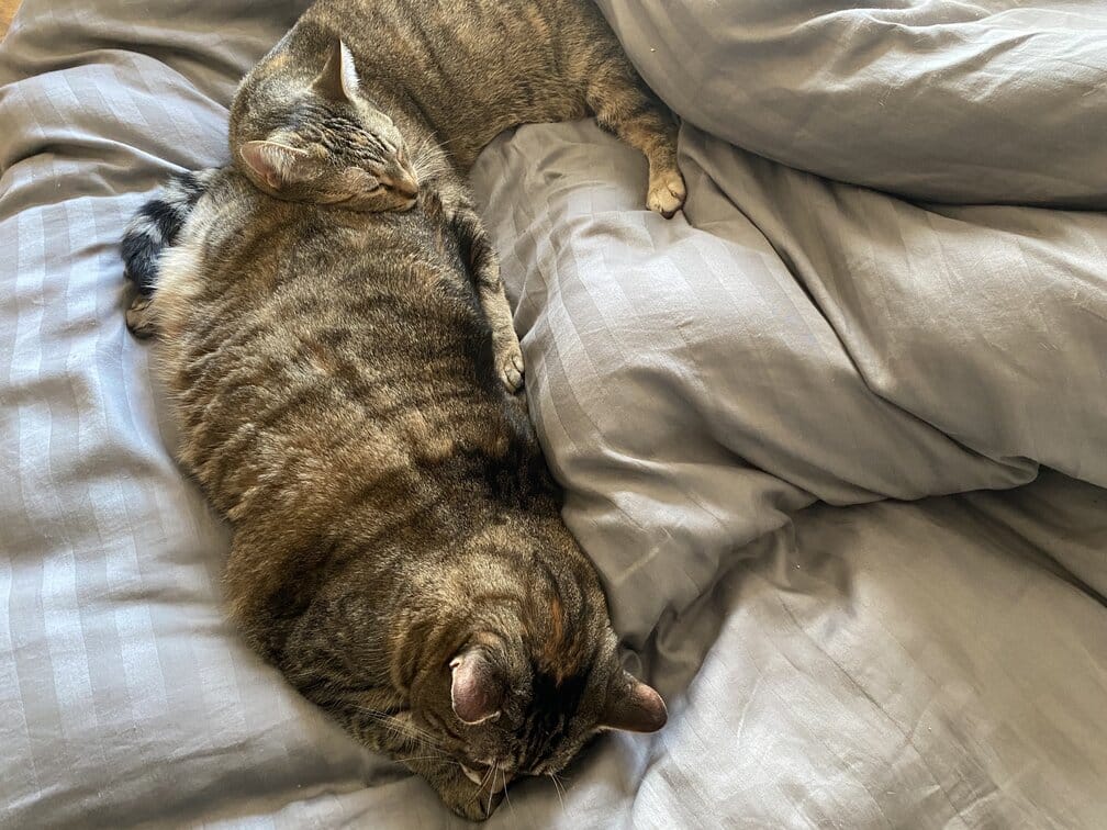 Pancake and Tiller having a snooze together