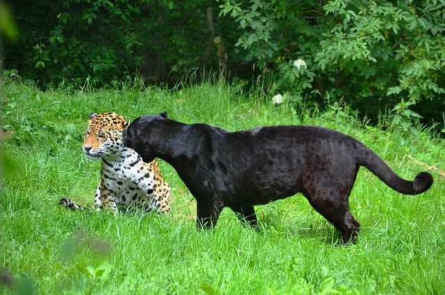 panter, melanistic cat