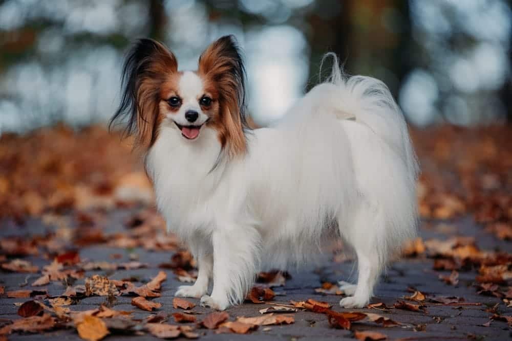 papillon in the autumn