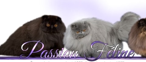 passion feline logo