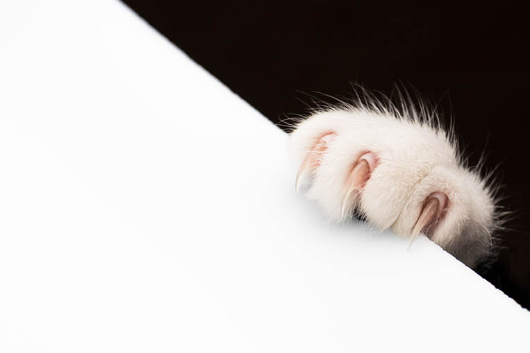 Paw of a cat with nails