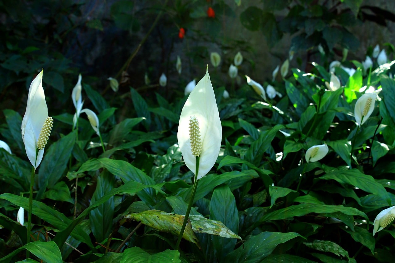 peace lilies