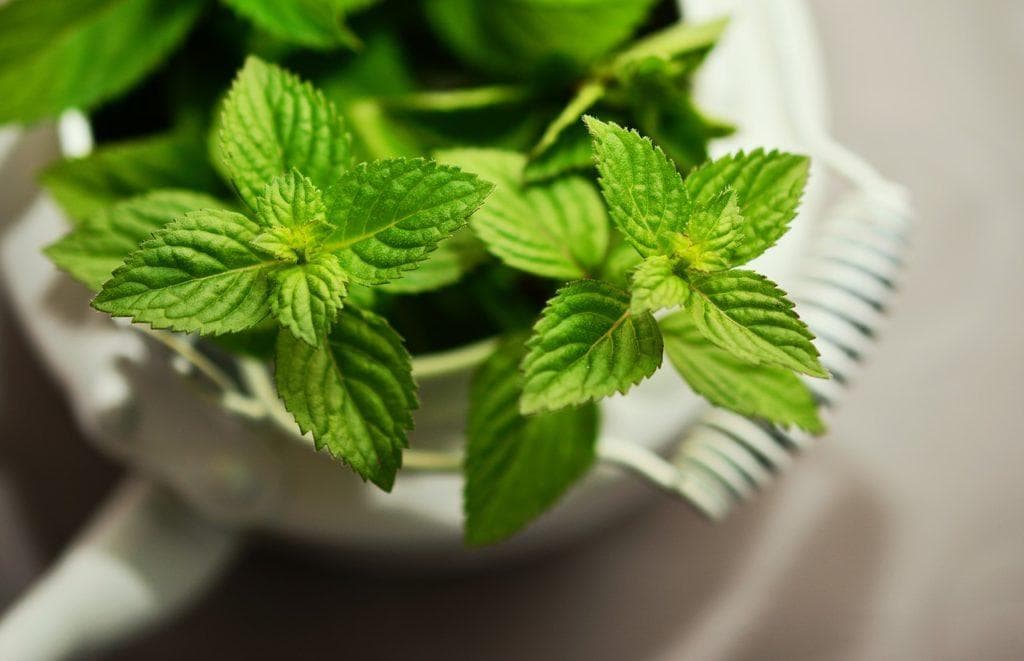 peppermint plant in a bowl