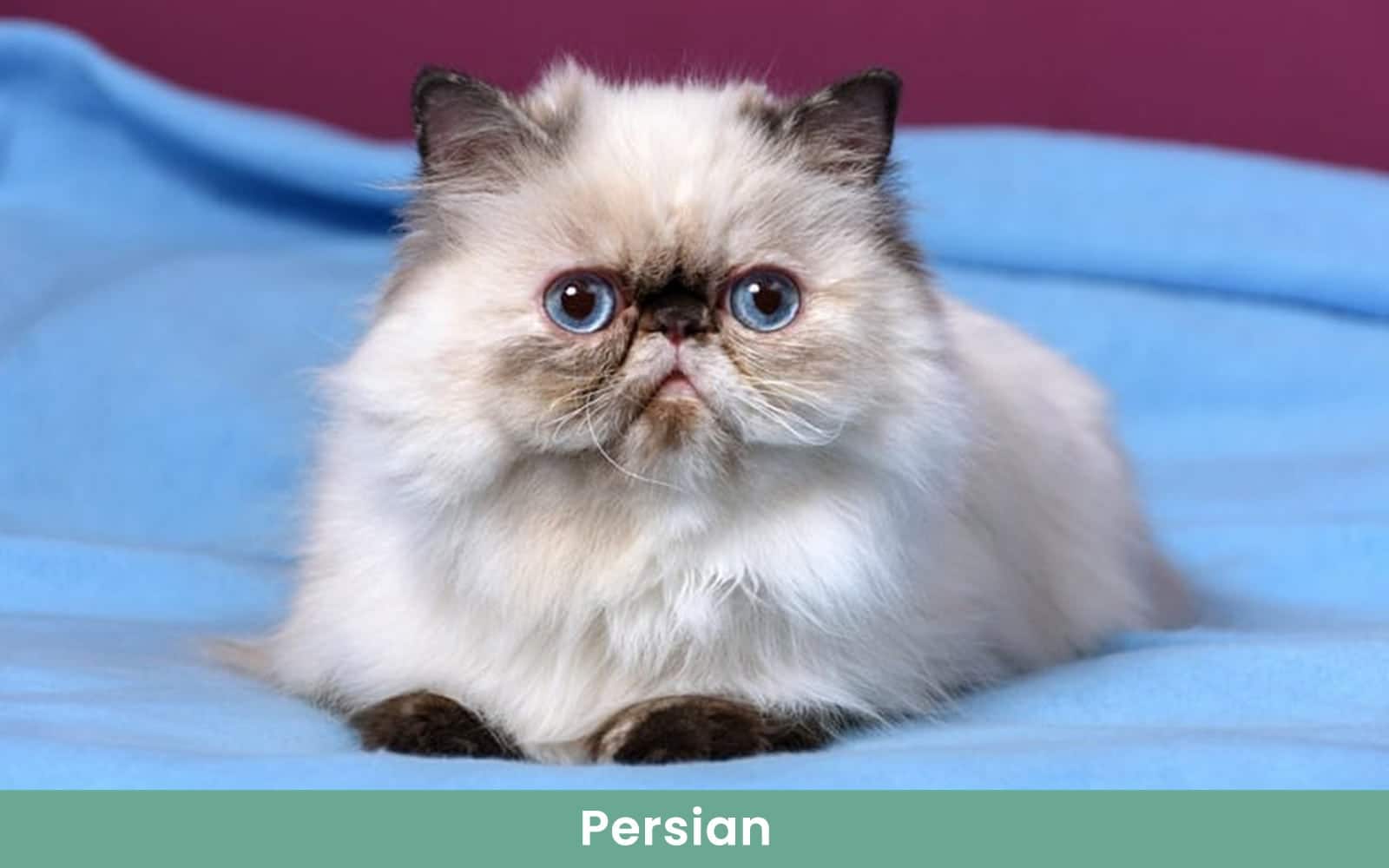 persian