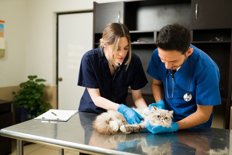 persian cat checked by vets