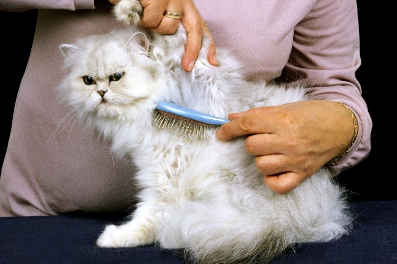 persian cat grooming