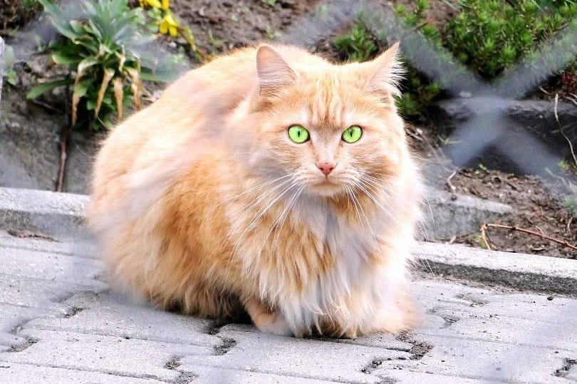 persian cat outdoor
