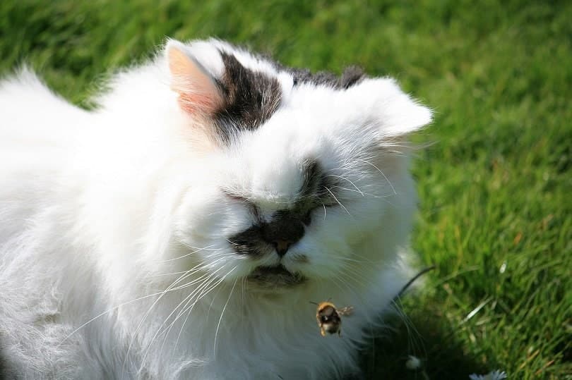 persian cat stung by bee-pixabay