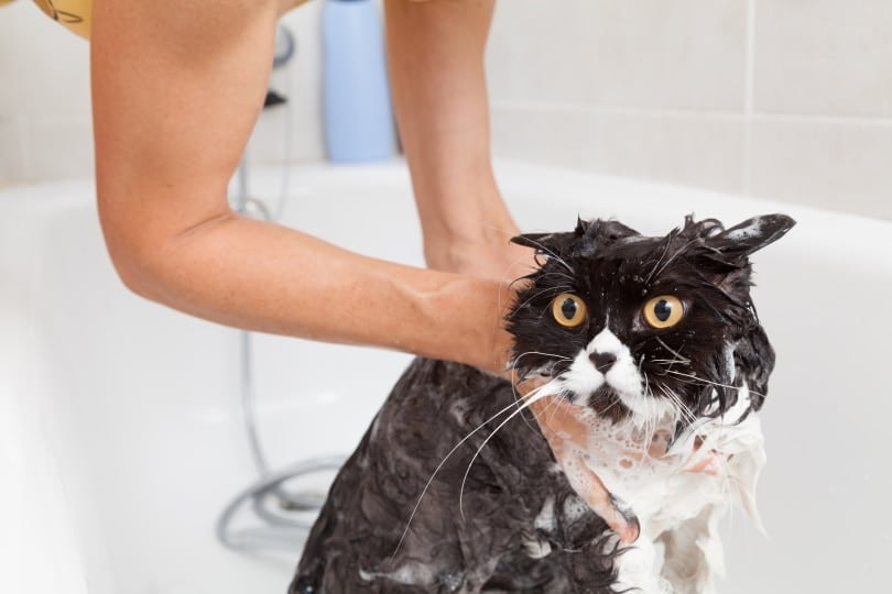 persian cat taking a bath