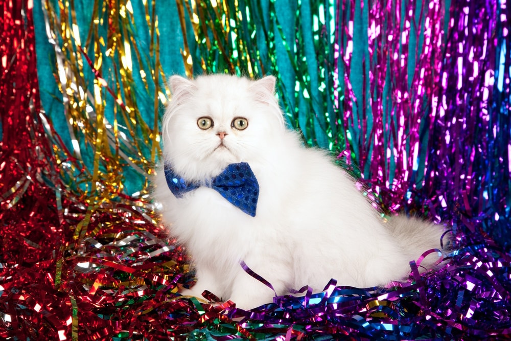 persian cat with party streamers