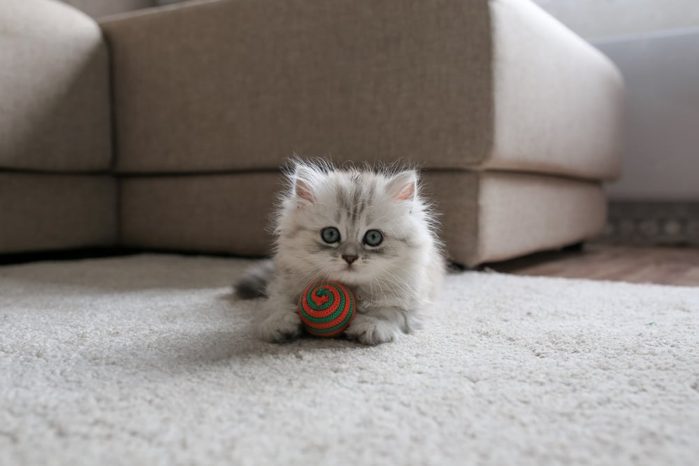 persian kitten playing on carpet