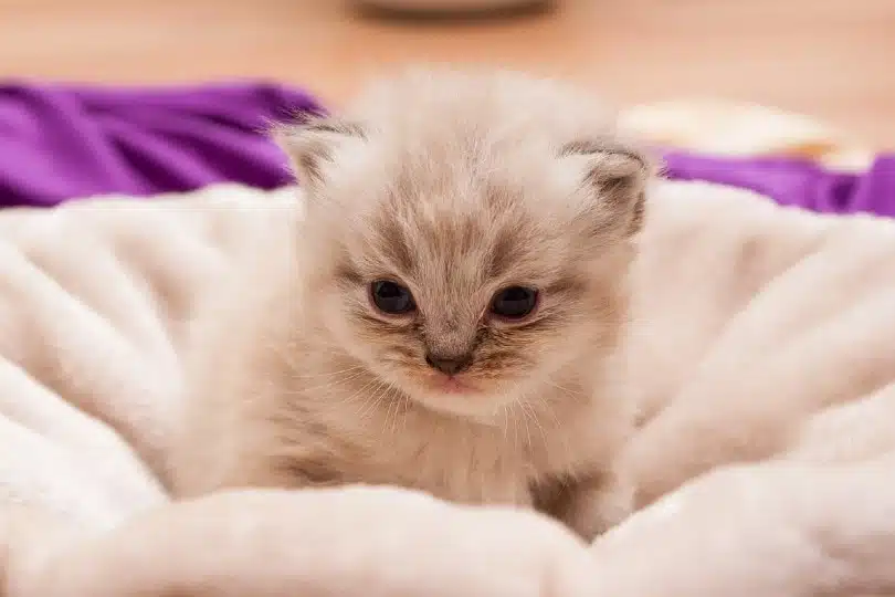 Siamese Kitten