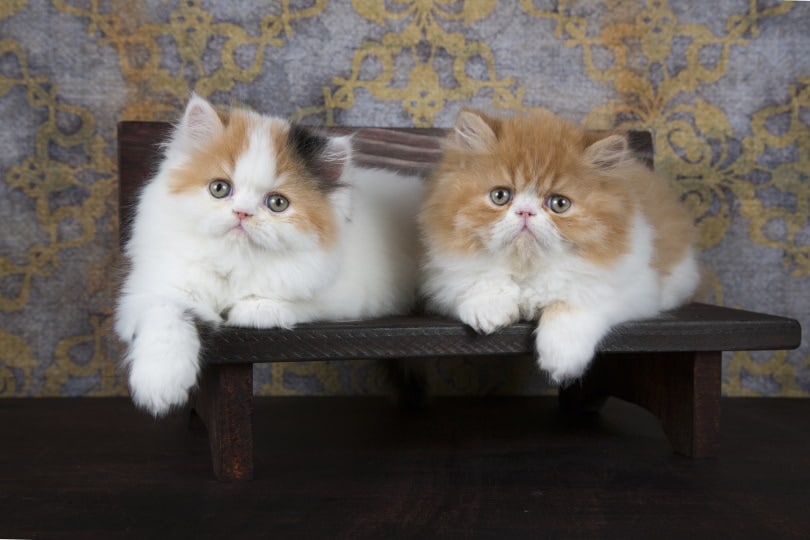 persian kittens lying on bench