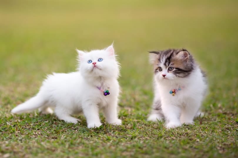 persian kittens on grass