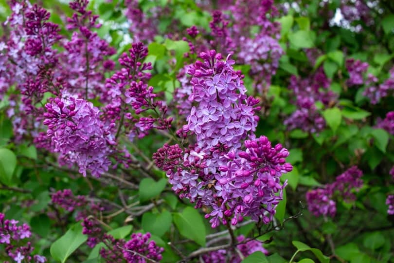 persian lilac flowers