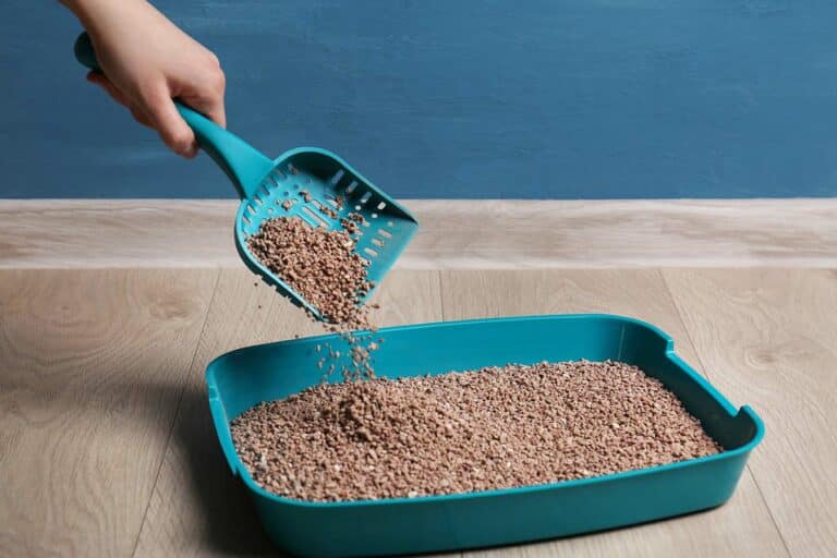 How to Reduce Your Cat’s Litter Box Smell 6 Vet Approved Steps Catster