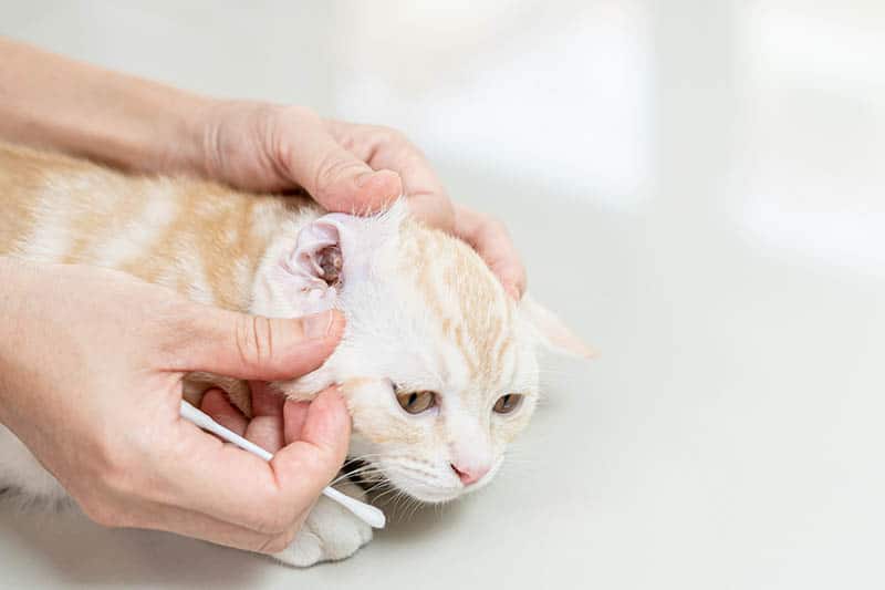 person checking cat's ear before cleaning
