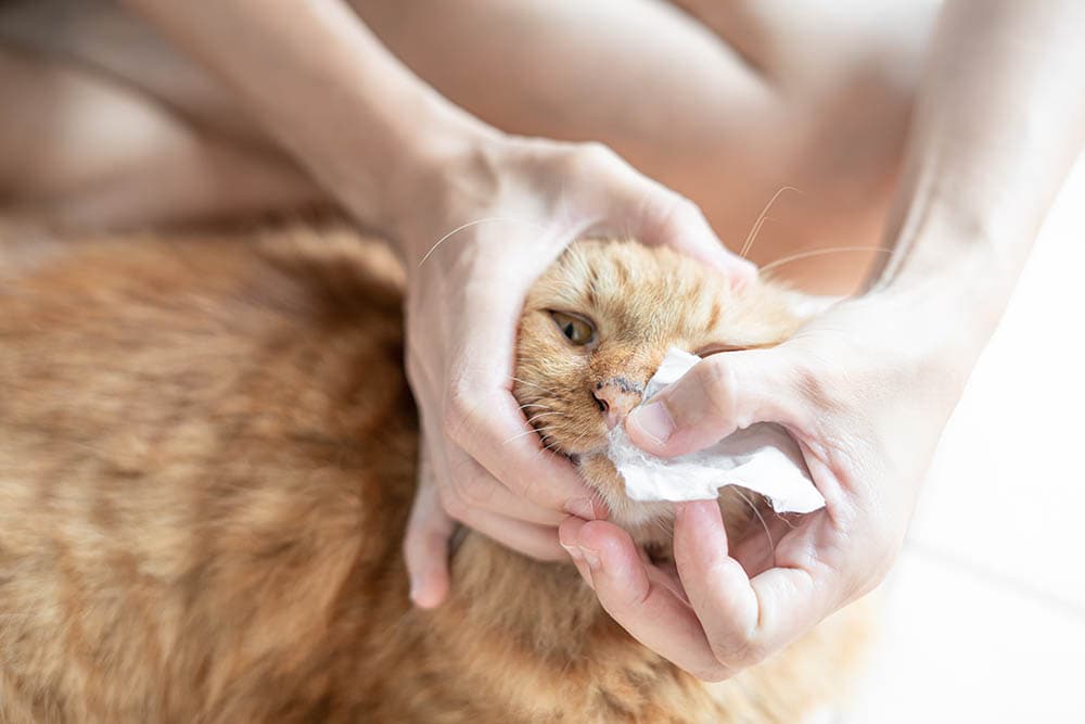 person cleaning cats nose