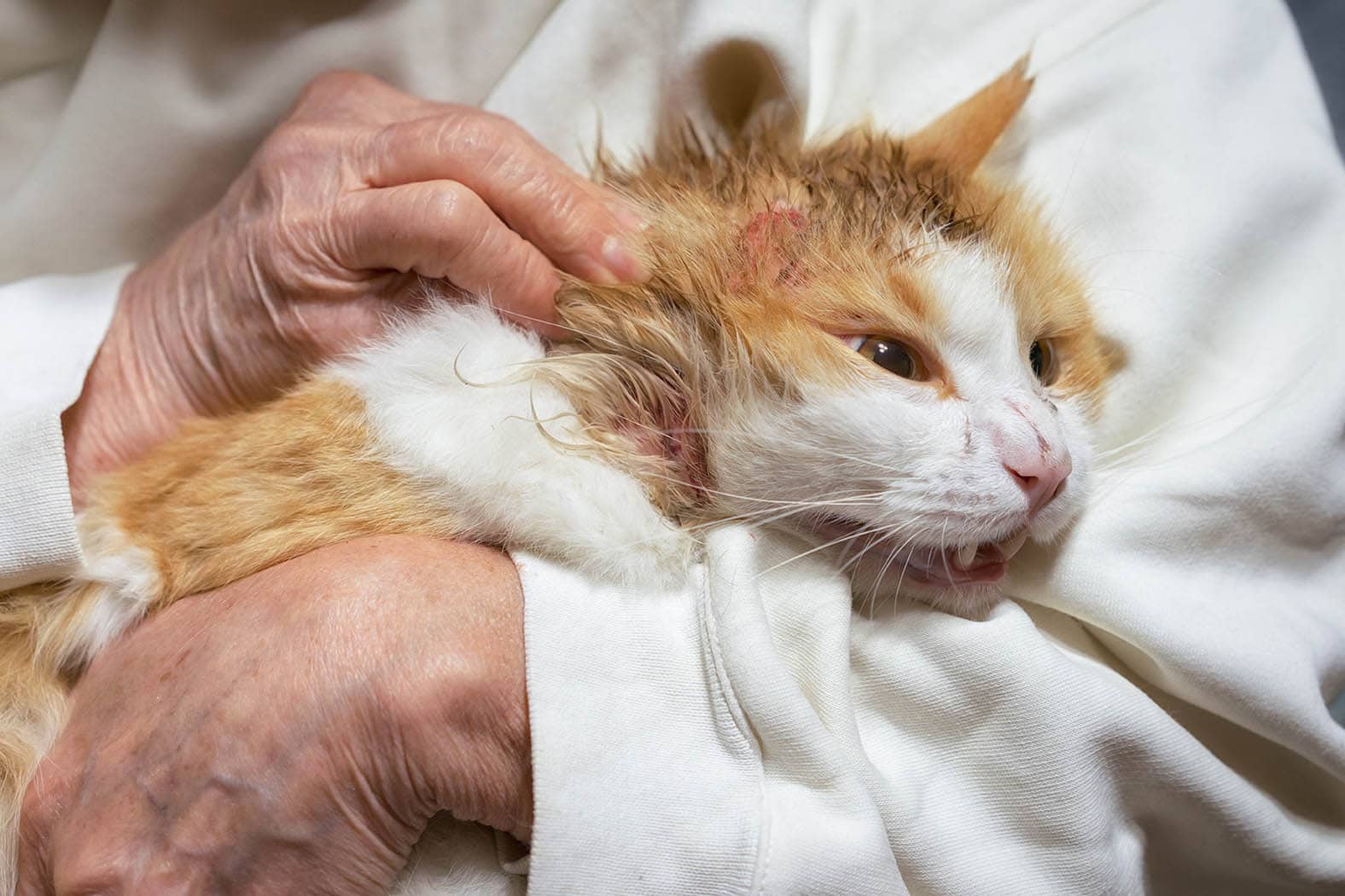 person holding wounded cat