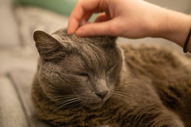 person scratching a senior cats head