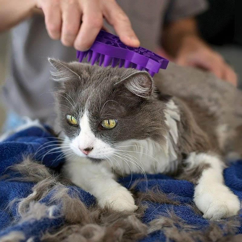 person using KONG - Cat ZoomGroom on a cat