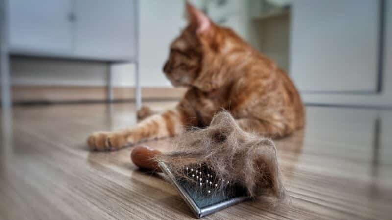 pet hair brush with pet fur clump after grooming cat