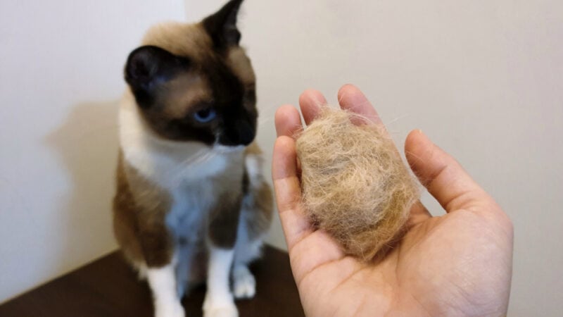 pet hairball on owner hand after combing the cat