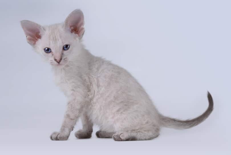 peterbald kitten on gray background