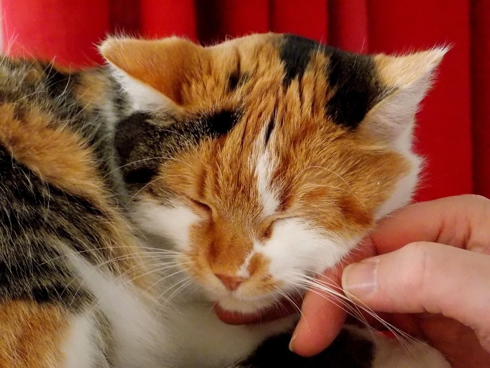 petting a cat