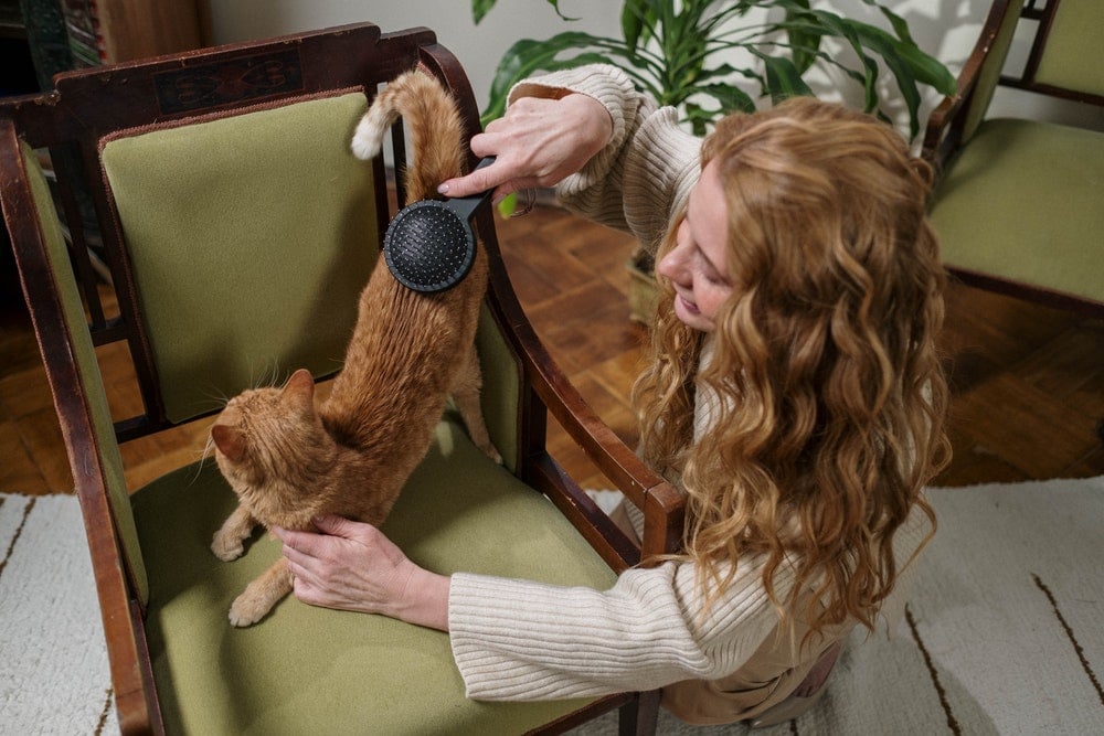 woman brushing an orange cat
