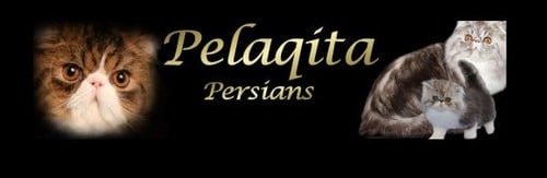 pilaqita persians logo