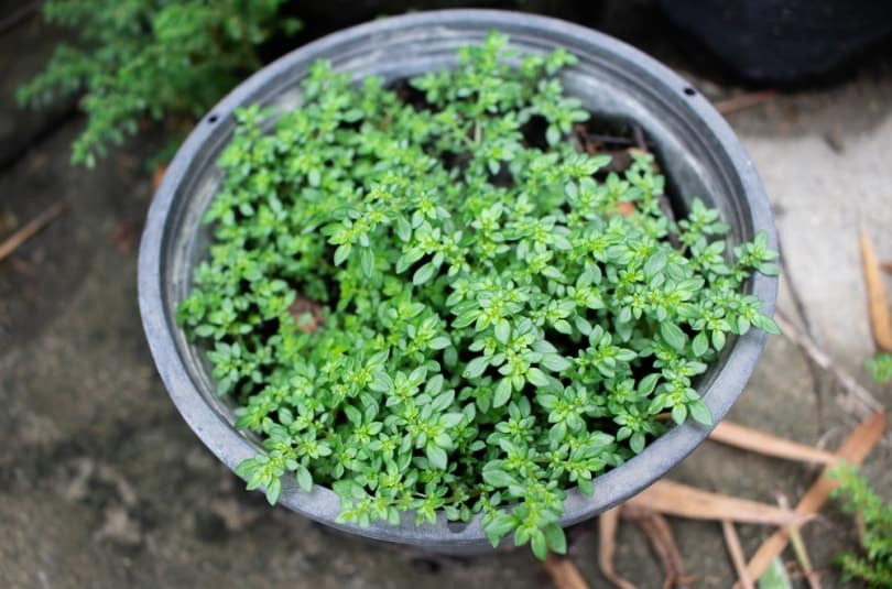 pilea microphylla in the pot