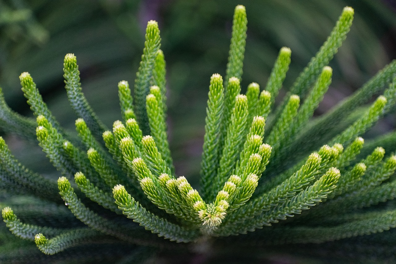 norfolk island pine