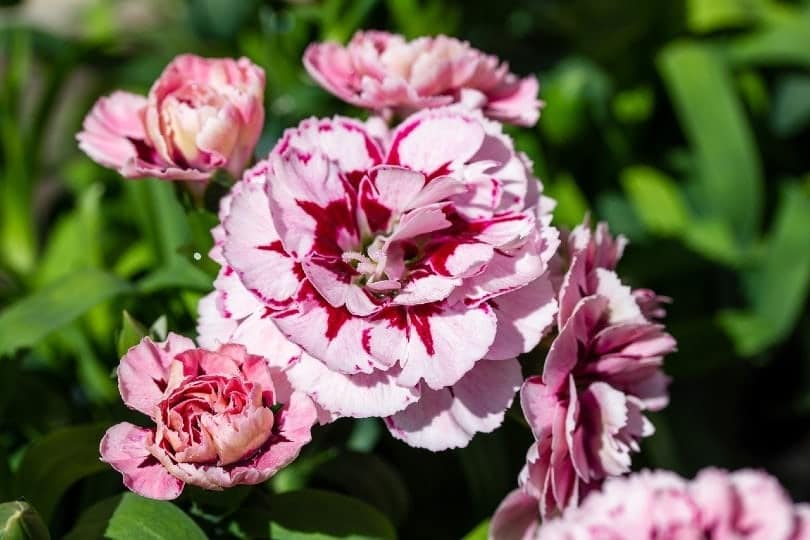 pink carnations