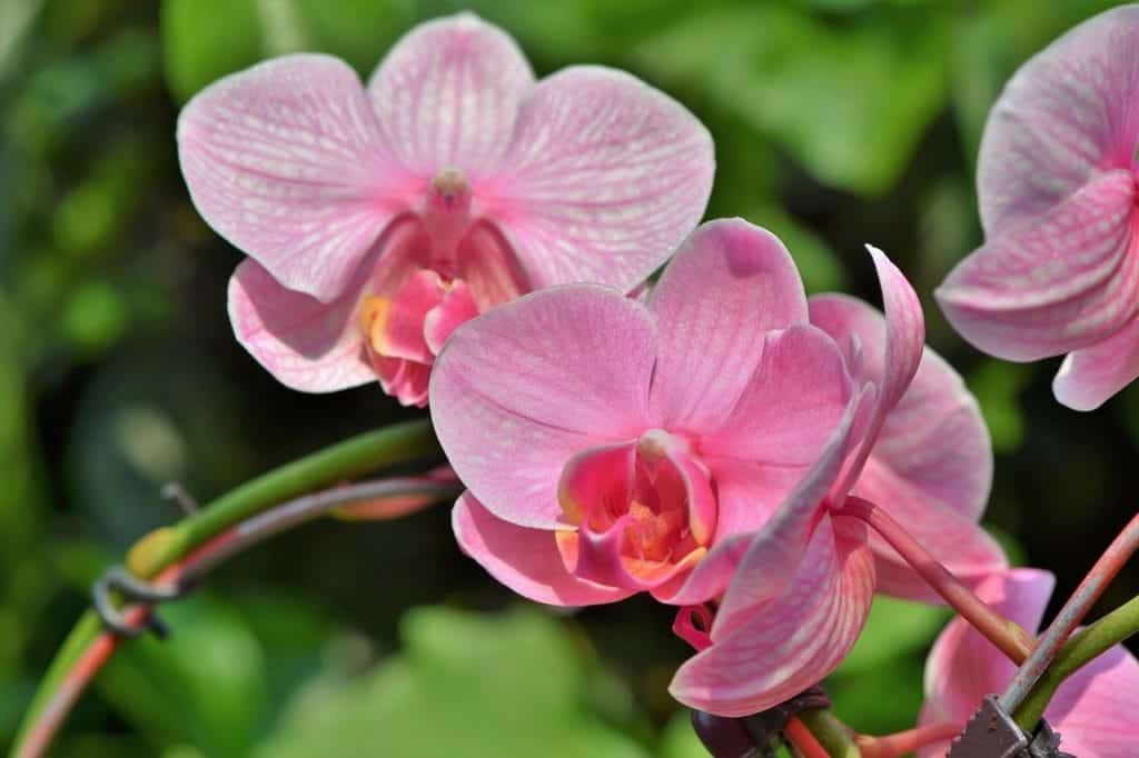 pink orchids