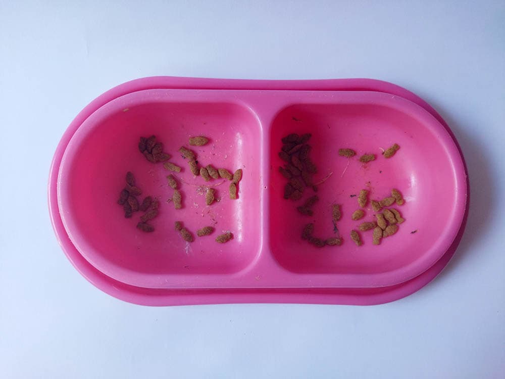 pink pet food bowl with leftover