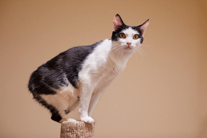 playful young black and white Manx_Seattle Cat Photo_shutterstock