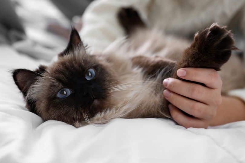 playing with her cute cat