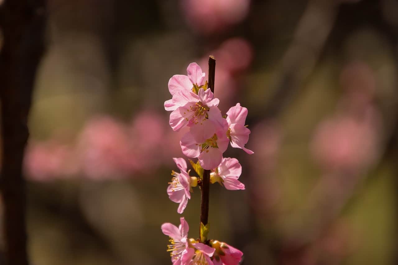 plum tree