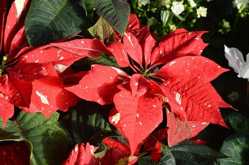 poinsettia flower